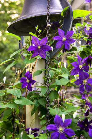 Clematis on Bell Pull