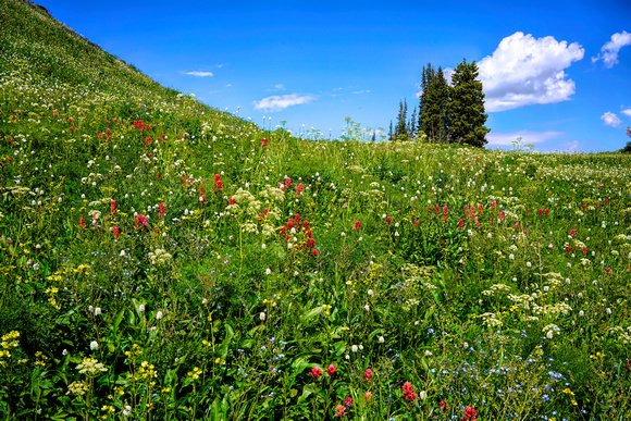 Mountain Wildflowers